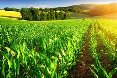 تبعات ویروس کرونا بر صادرات محصولات کشاورزی