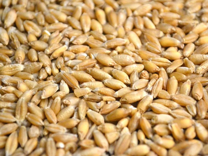 افزایش میزان موجودی جو و گندم در اوکراین