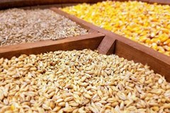 شنبه 17 خرداد؛ آغاز ماراتن تابستانی ثبت سفارش ذرت، جو و کنجاله