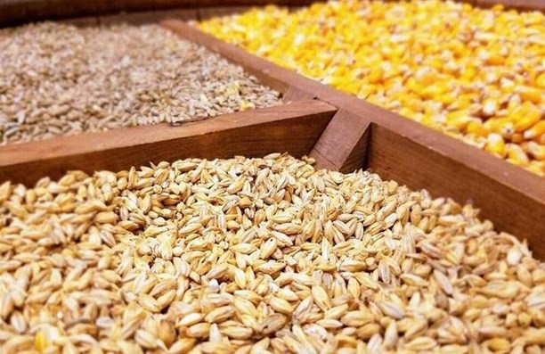 شنبه 17 خرداد؛ آغاز ماراتن تابستانی ثبت سفارش ذرت، جو و کنجاله