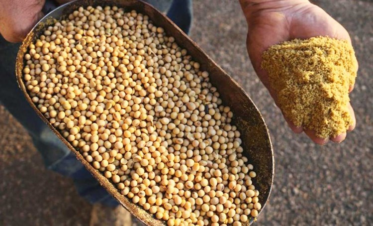 سقف ثبت سفارش دانه و کنجاله سویا افزایش یافت/ هنوز بسیار ناکافی و نگران کننده!