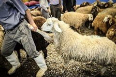 انتقاد شدید مدیر عامل اتحادیه دامداران از عملکرد بدنه دولت در ماجرای کمبود نهاده