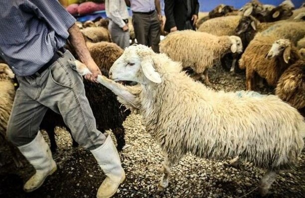 انتقاد شدید مدیر عامل اتحادیه دامداران از عملکرد بدنه دولت در ماجرای کمبود نهاده