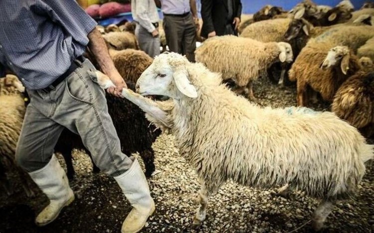 انتقاد شدید مدیر عامل اتحادیه دامداران از عملکرد بدنه دولت در ماجرای کمبود نهاده