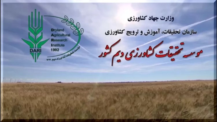 بهترین ارقام بذر جو را تولید کردیم/ کشاورز نمی خرد!