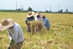  قیمت تضمینی ذرت و جو 9.500 تومان افزایش یافت/ به امید رغبت بیشتر کشاورزان