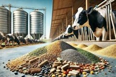 اتخاذ پنج تصمیم حیاتی/ آغاز ثبات بخشی زنجیره تامین نهاده های دامی از حلقه اول