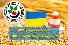 تمدید یک مصوبه در انتظار تسهیل و پیگیری سازمان حفظ نباتات/ خطر نابودی بیخ گوش وارد کنندگان نهاده از اوکراین