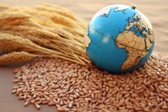 بازار جهانی جو دامی در فصل ۲۰۲۶/۲۷؛ از مزیت قیمتی دریای سیاه تا افزایش عرضه استرالیا