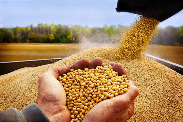دو پیشنهاد اجرایی اتحادیه برای تمدید ثبت سفارش های فصل بهار برای تداوم تامین نهاده در شرایط جنگی