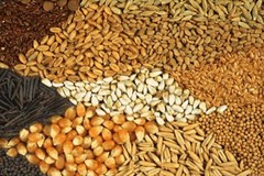اگر ارز تامین شود مشکلی ساختاری در تامین کالاهای اساسی نداریم