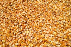 پیش بینی تولید 237 میلیون تن ذرت در چین برای سال زراعی 2021-2022