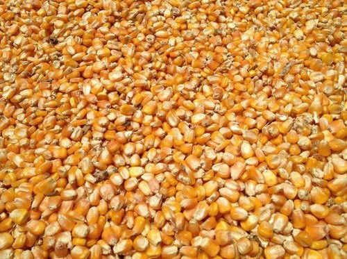 پیش بینی تولید 237 میلیون تن ذرت در چین برای سال زراعی 2021-2022