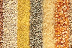 نگاهى اجمالى به وضعیت برداشت گندم، ذرت و دانه در دو نیمکره