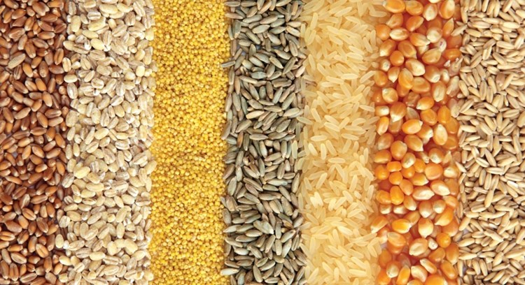 نگاهى اجمالى به وضعیت برداشت گندم، ذرت و دانه در دو نیمکره
