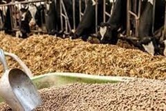 تبعات سوءمدیریت در تامین نهاده های دامی به واردکنندگان تحمیل می شود