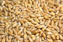سهم 70 درصدی چین از واردات جو از اوکراین و آرژانتین