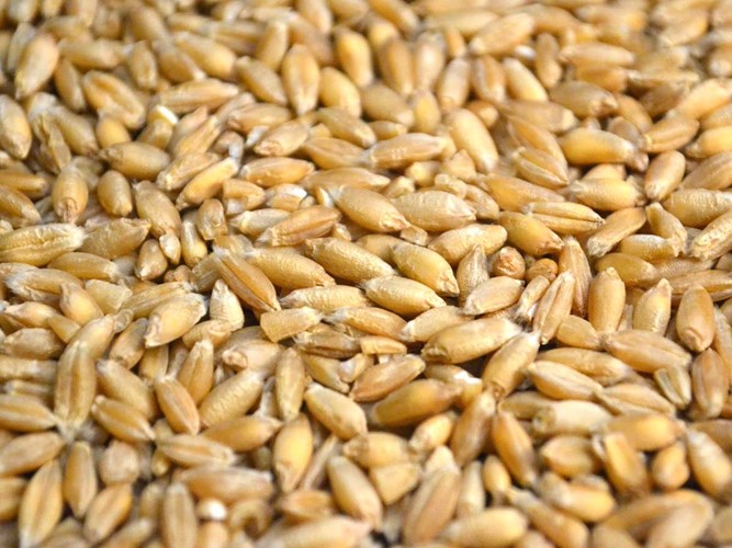 وضعیت مطلوب مزارع جو تابستانه در اروپا