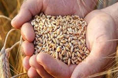 عدم اعلام وصول پته زنگ خطر متروکه شدن را برای نهاده های دامی می نوازد