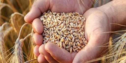 عدم اعلام وصول پته زنگ خطر متروکه شدن را برای نهاده های دامی می نوازد