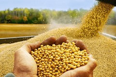 قیمت جهانی گندم افزایش می یابد