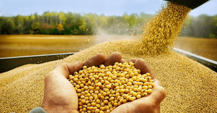 قیمت جهانی گندم افزایش می یابد