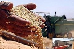 شرایط تامین نهاده های دامی برای دام ها در مرز هشدار است