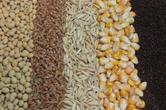 میزان واردات نهاده های دام و طیور در 8 ماهه سال 1404و مقایسه با مدت مشابه سال قبل